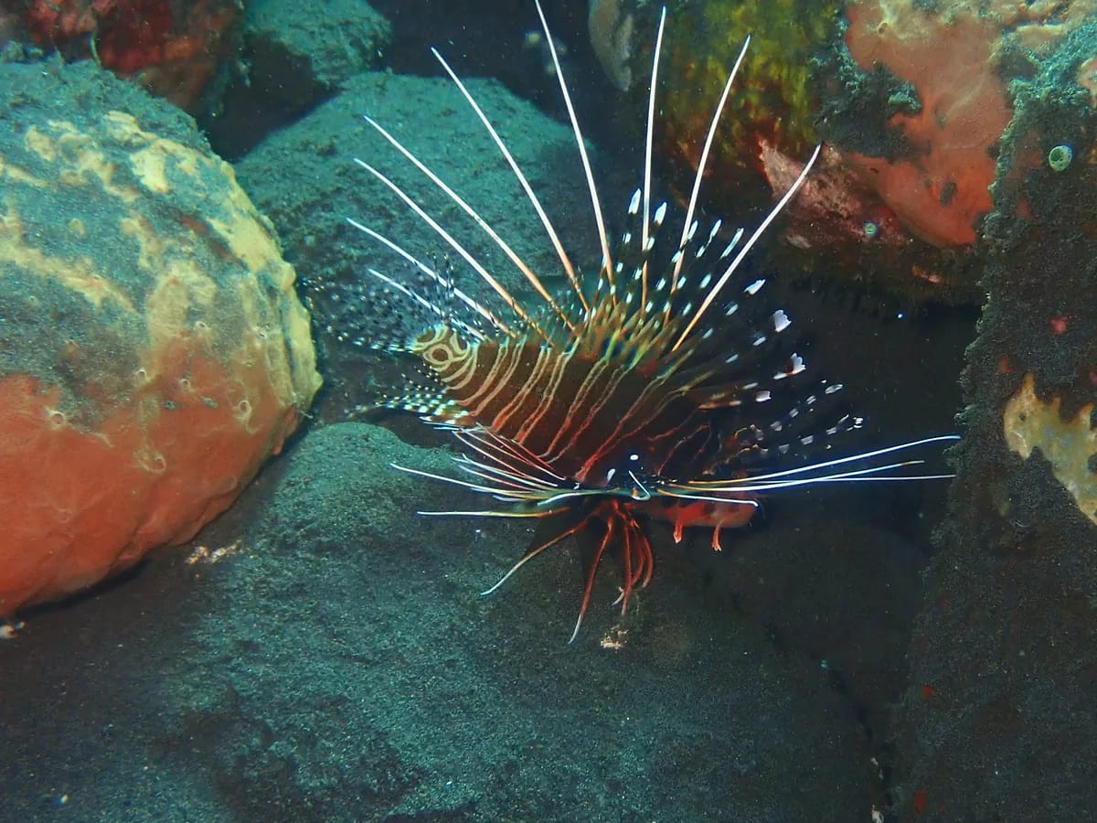 Poisson-lion aux longues nageoires épineuses évoluant entre des rochers couverts de coraux
