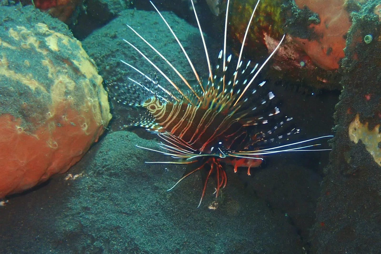 Poisson-lion aux longues nageoires épineuses évoluant entre des rochers couverts de coraux