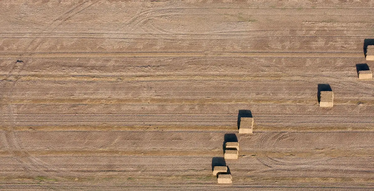 Geoogst veld van bovenaf, evenwijdige stoppelrijen en verspreide strobalen