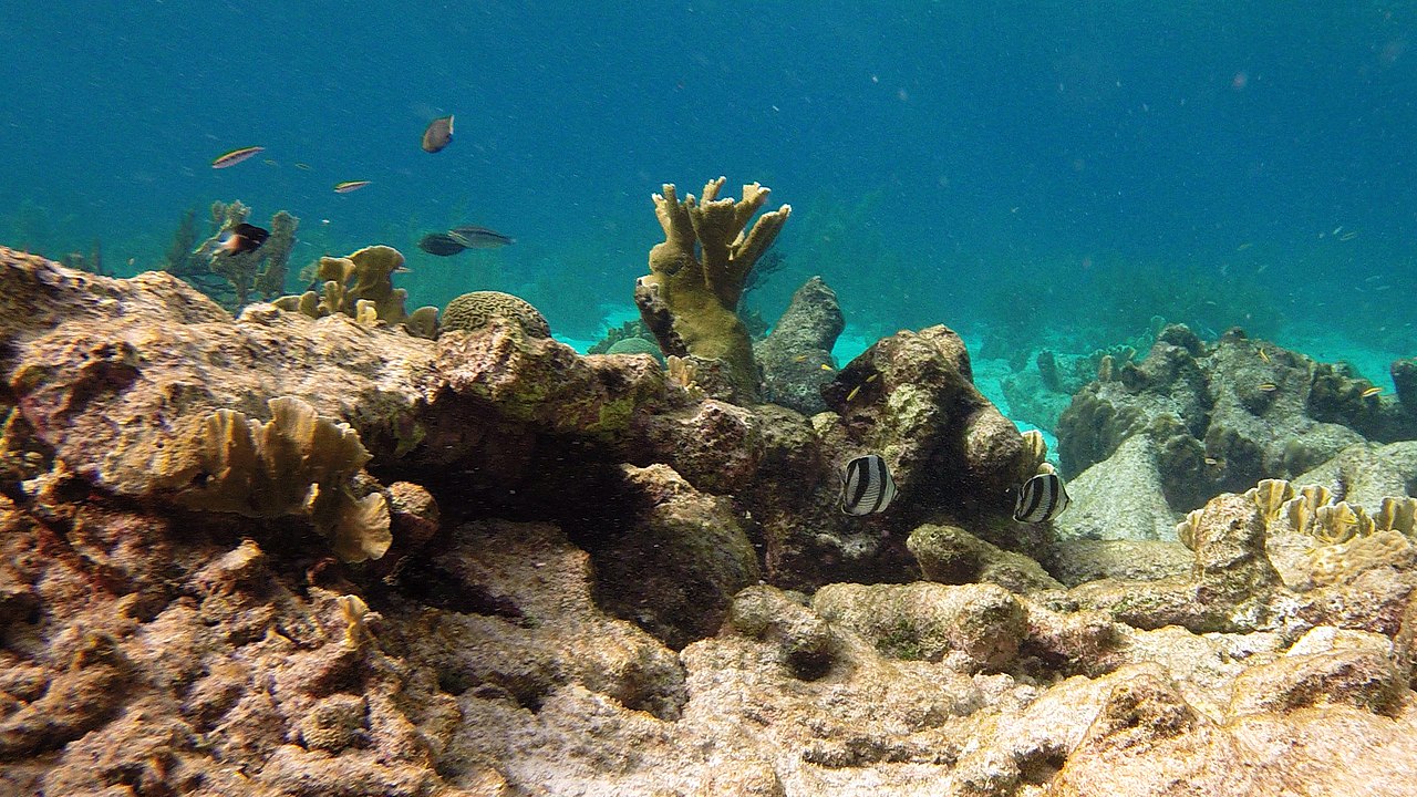 Filmer sous l'eau : guide complet avec GoPro et caisson étanche